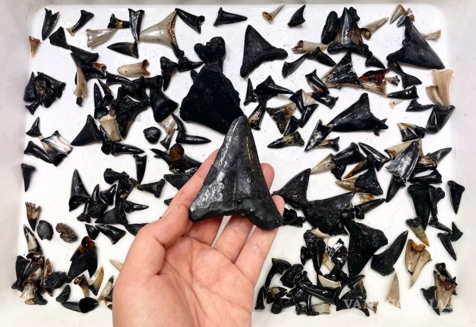 $!Diente de antepasado de Megalodón y otros dientes de tiburón recolectados del lecho marino cerca de las Islas Cocos (Keeling).
