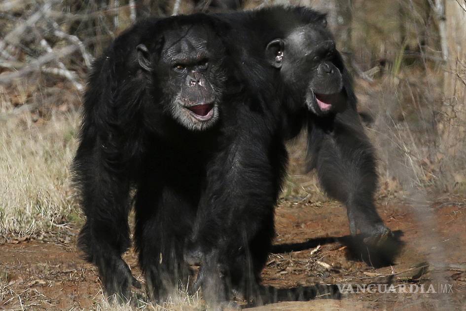 Durante 15 millones de años humanos y grandes simios se han estado riendo de forma similar, según un estudio