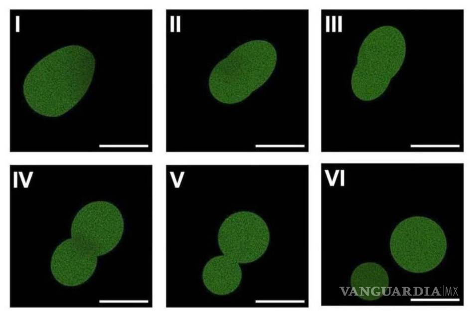 Crean científicos la primera célula sintética que es capaz de crecer y reproducirse