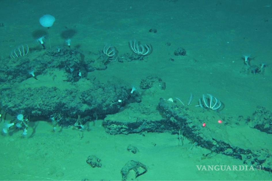 Descubren científicos un cementerio de ballenas de hace millones de años