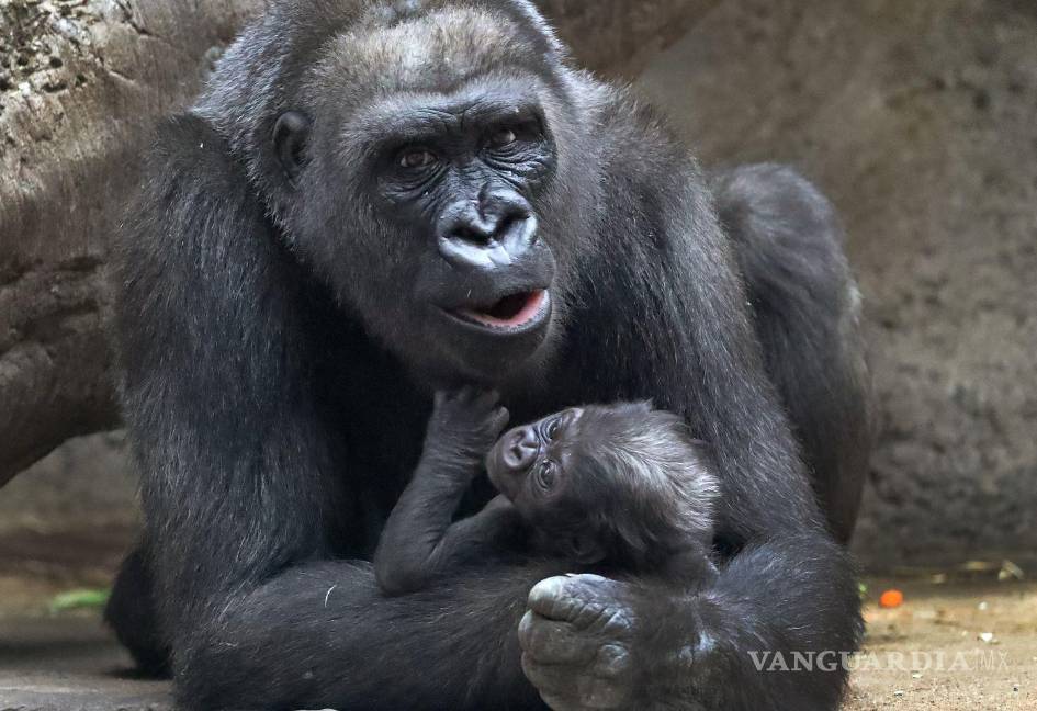 $!Kiki es madre de 4 pequeños gorilas, Pablo es el menor.