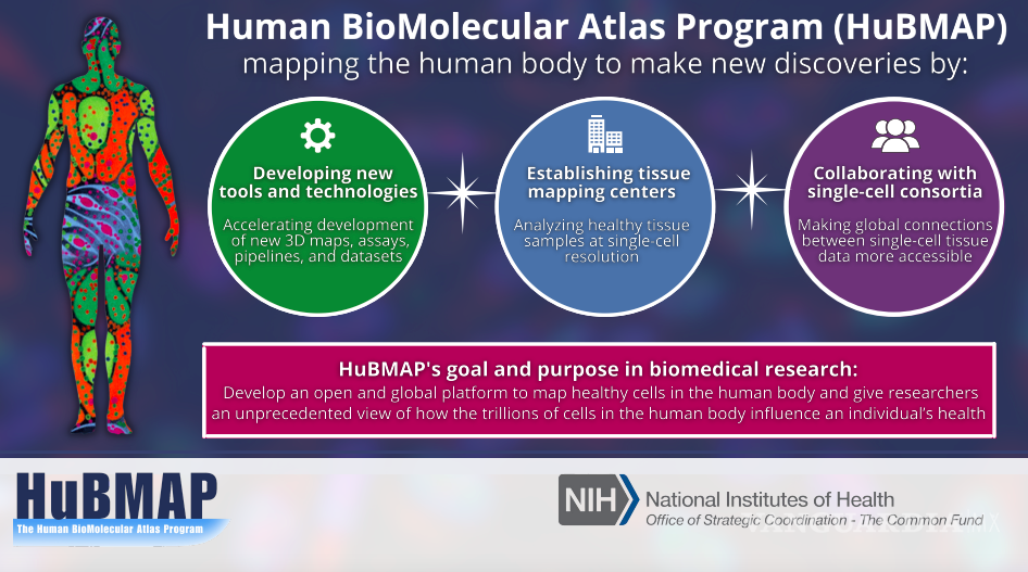$!El consorcio HuBMAP tiene el objetivo de cartografiar el panorama molecular de las células sanas, así como su entorno inmediato en el cuerpo.