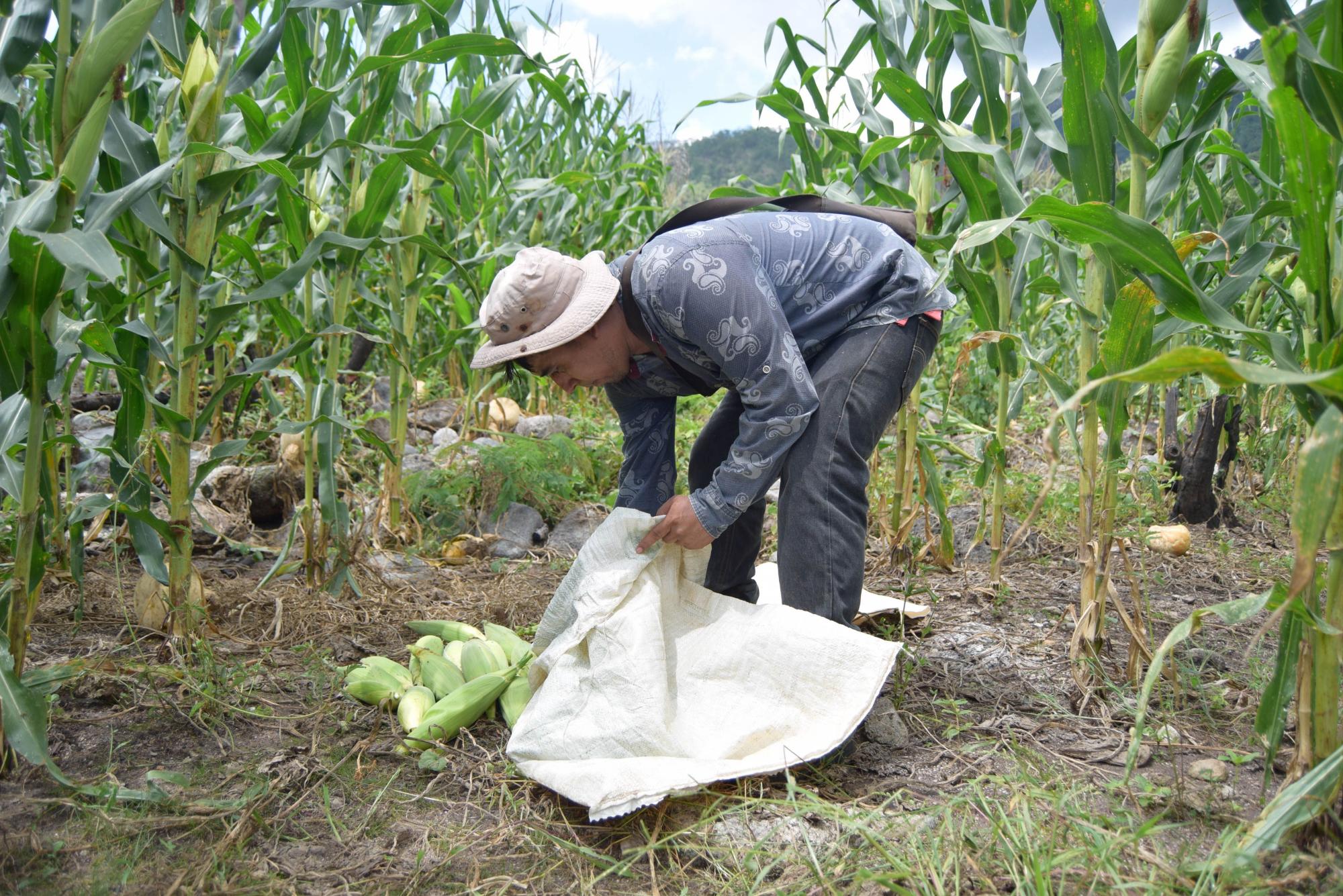 Se desploma 40% producción de maíz en México; importación alcanza récord. Noticias en tiempo real