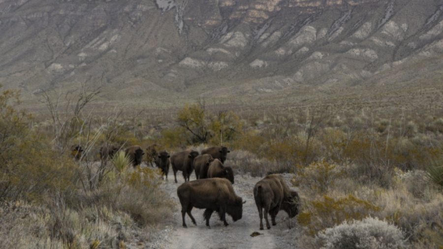 La Fundación Pro Cuatrociénegas aseguró que los bisontes del santuario se encuentran bajo vigilancia permanente y en buen estado, mientras se espera el nacimiento de entre 25 y 30 crías durante la próxima primavera.