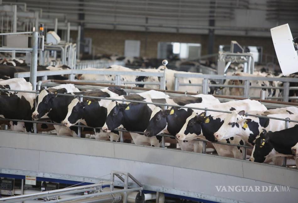 $!El USDA anunció la reapertura gradual de la frontera de ese país al ganado de México a partir del 7 de julio.