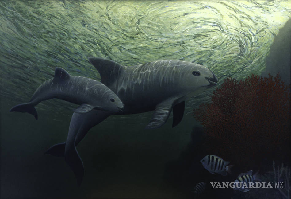 $!Vaquita marina, en peligro de extinción con sólo 30 ejemplares: CIRVA