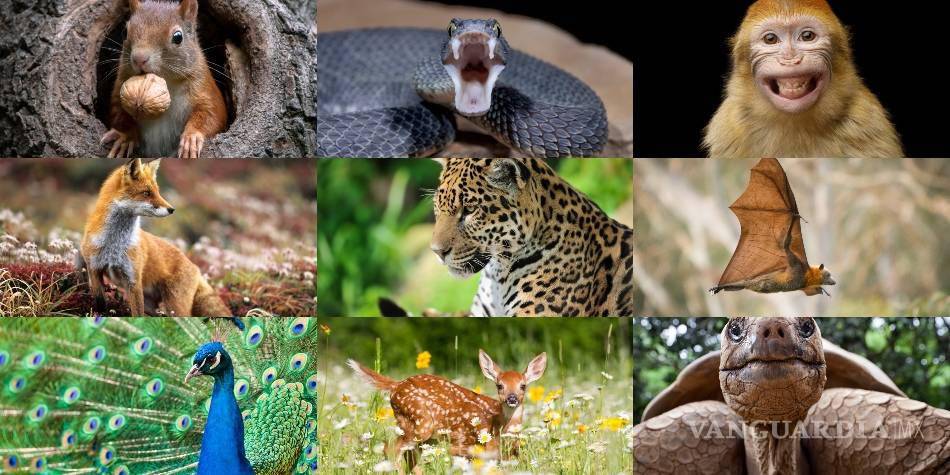 $!Horóscopo Maya 2023... ¿Qué animal eres y qué características tiene tu signo?