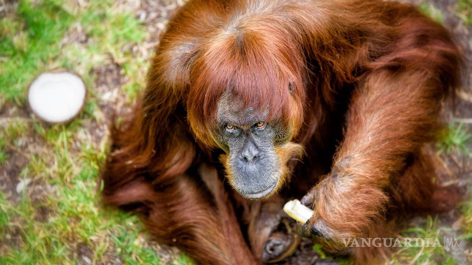 Puan, el orangután más viejo del mundo muere en un zoo australiano