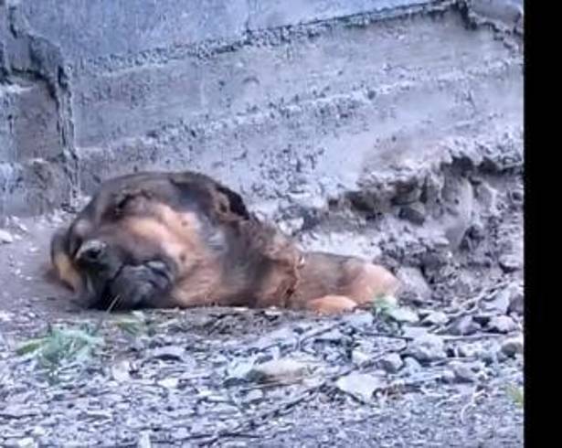 El animal falleció pese al manejo médico intensivo implementado desde su ingreso al Centro de Bienestar de los Seres Sintientes.