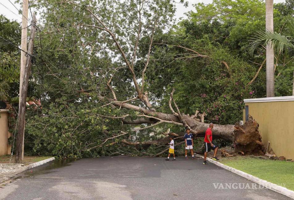 $!En la capital jamaicana, Kingston, grandes árboles fueron arrancados de raíz por la fuerza de los vientos huracanados.