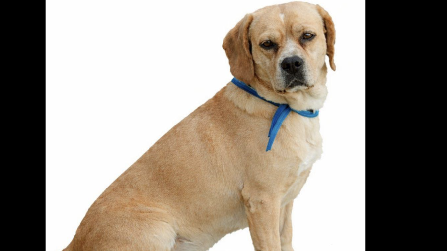 Chato, perro de asistencia extraviado, es fundamental para la salud de su dueño, quien padece epilepsia.