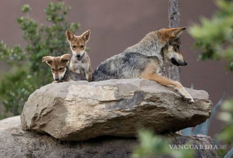 $!En el Museo del Desierto ya nacieron lobos.