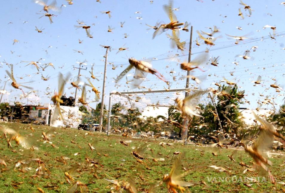 $!Octava plaga de la Biblia podría llegar a África