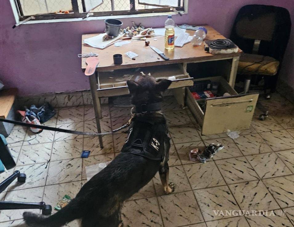 $!Cateo en viviendas en NL deja dos detenidos, aseguran armas y drogas