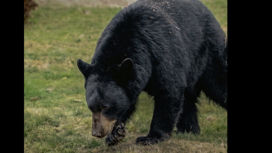 Aunque han disminuido los ingresos de osos, el Museo del Desierto mantiene la atención constante de fauna rescatada.