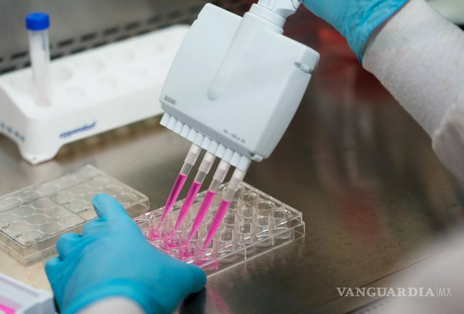 $!El investigador Kevin Potts utiliza una pipeta multicanal para disociar las células cancerosas de ovario con la enzima tripsina.