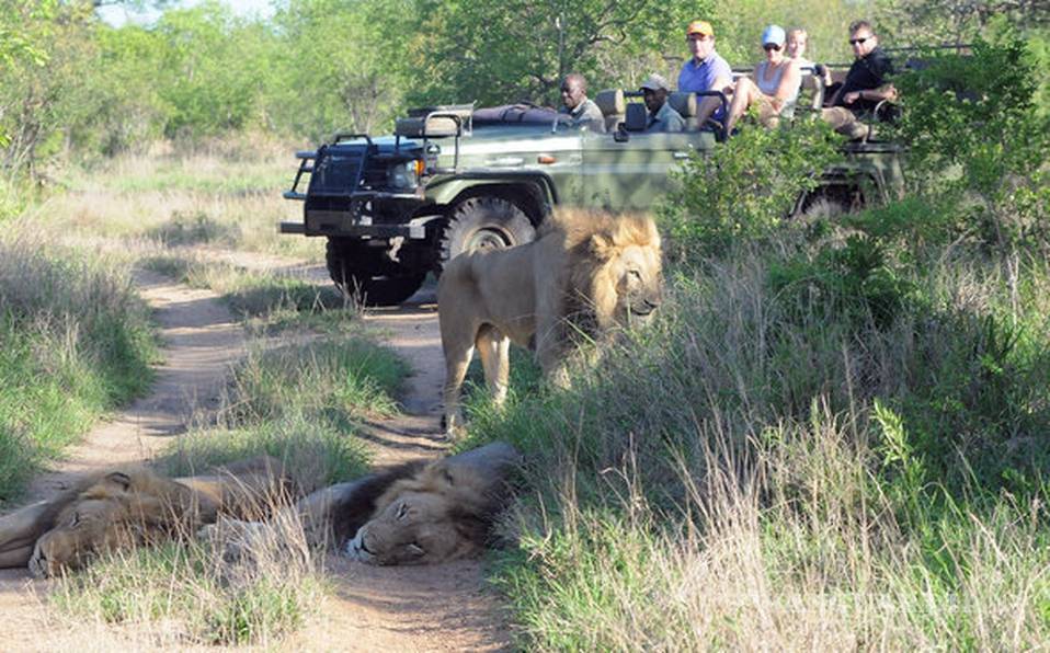 Elefante mata a cazador y su cuerpo es devorado por leones