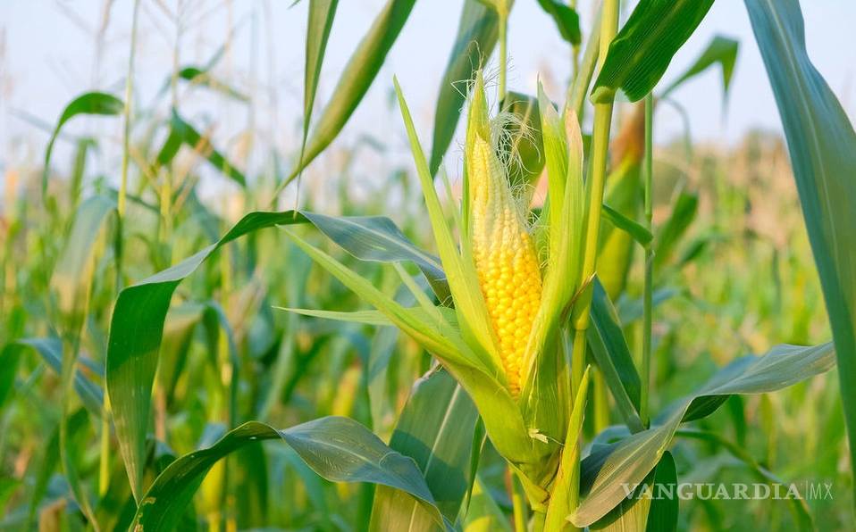 ¿Qué comen más los mexicanos?