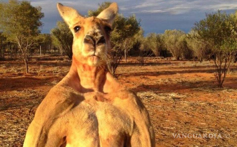 Murió 'Roger', el canguro más fuerte y famoso de Australia