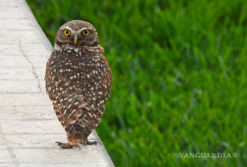 $!El Centro ofrece experiencias educativas sobre biodiversidad, cambio climático, reciclaje, avifauna, entre otros temas cruciales.