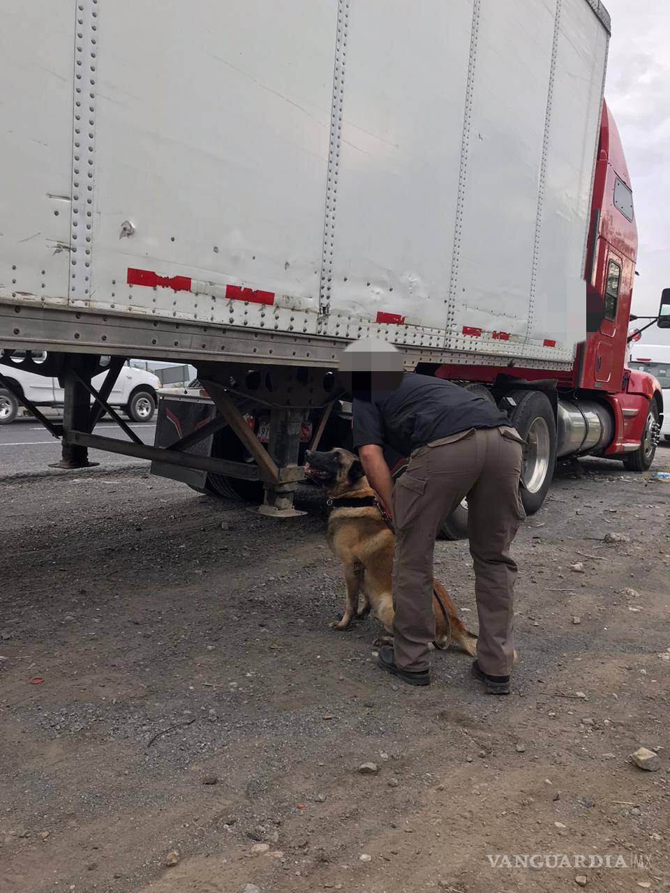 $!Decomisa FGR 7 toneladas de mariguana en García, Nuevo León