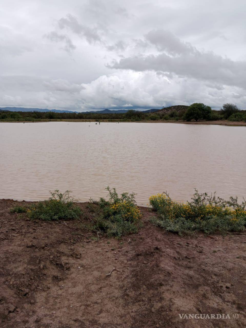 $!Las recientes lluvias en Saltillo han permitido que los pozos de abrevadero alcancen un 80 % de su capacidad, beneficiando al sector ganadero.