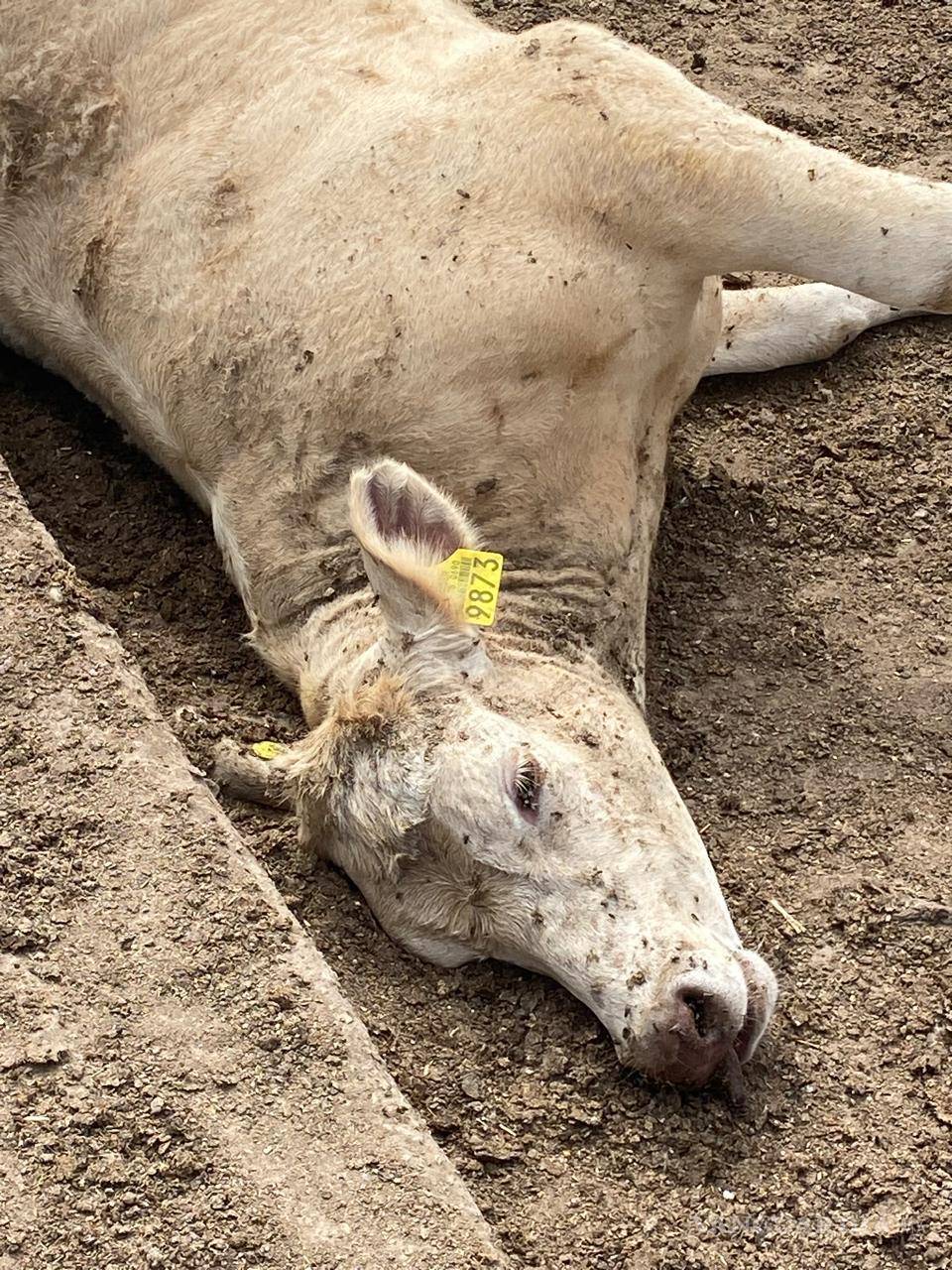 $!Ejemplares están perdiendo la vida, producto de las difíciles condiciones.