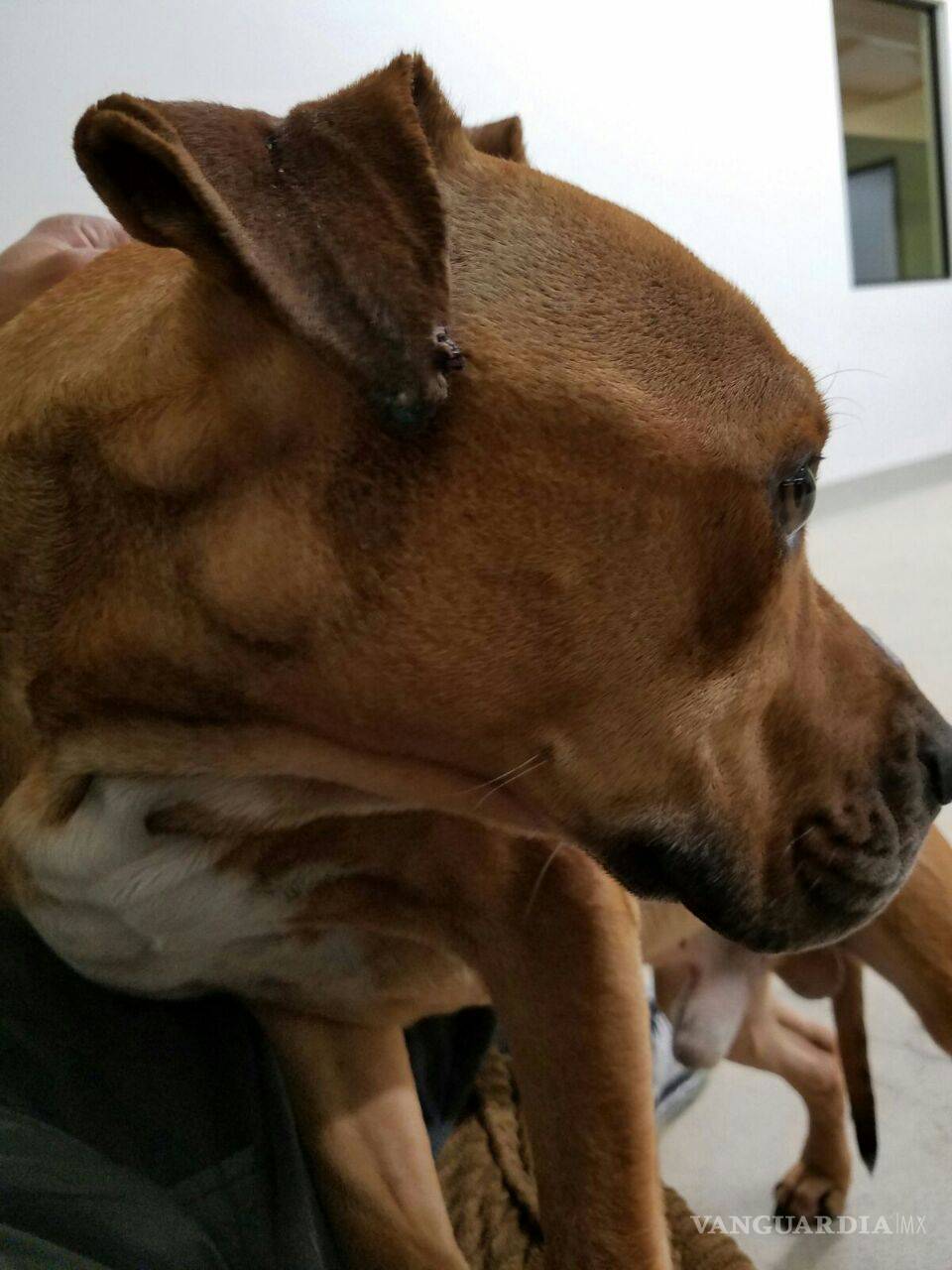 $!Revelan que el perro Max fue violentado a golpes y que sufre de desnutrición