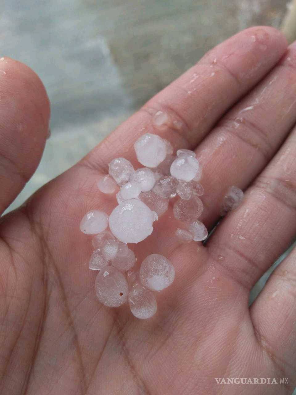 $!Tromba causa caos en norte de Saltillo; caen árboles y panorámicos