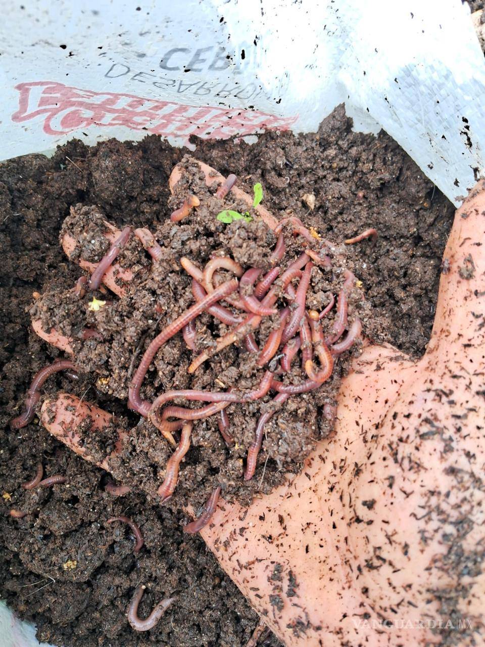 $!Estudiantes de la UAAAN expresaron su frustración por el impacto del cierre en sus tesis y proyectos académicos en curso.