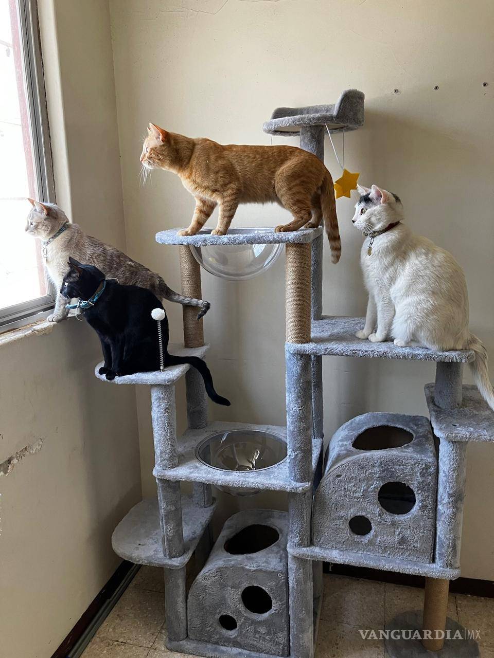 $!¿No encuentras a tu gato? Alexa te puede ayudar a buscarlo