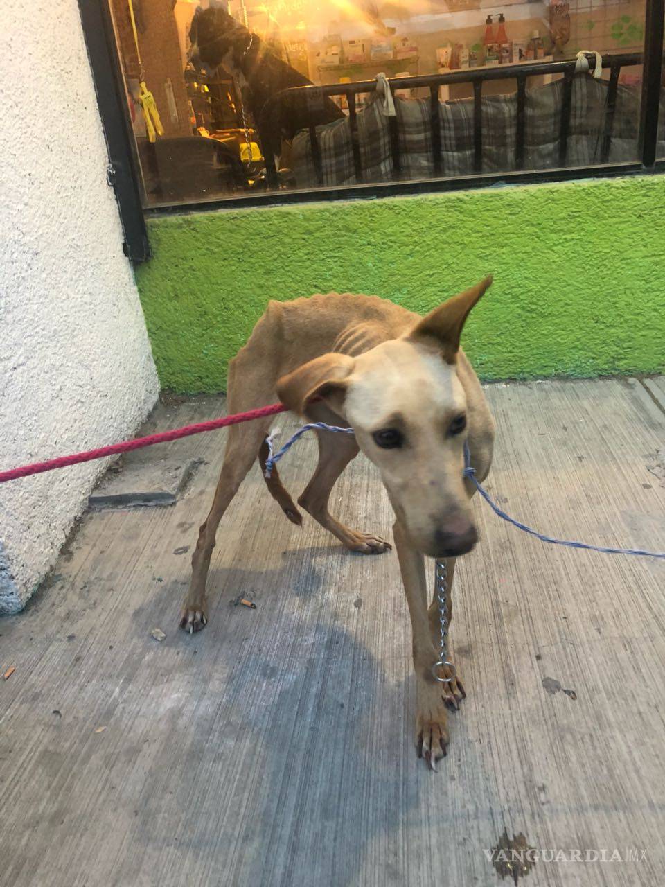 $!Unen esfuerzos Policía Ambiental, ADAC y vecinos para rescatar perrita maltratada en Mirasierra