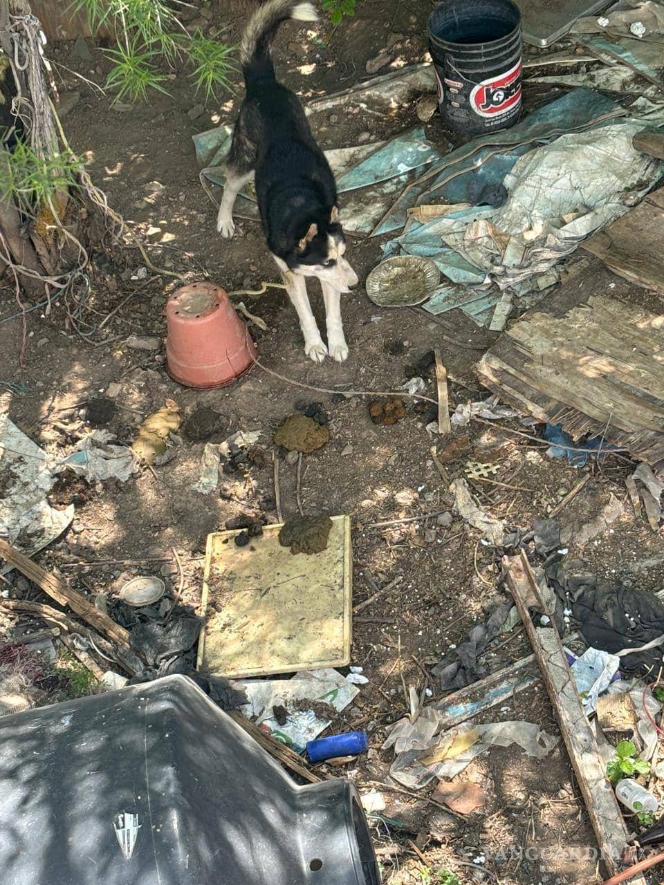 $!¿Cuántos más sufrirán antes de que las autoridades tomen medidas contra el abandono animal?