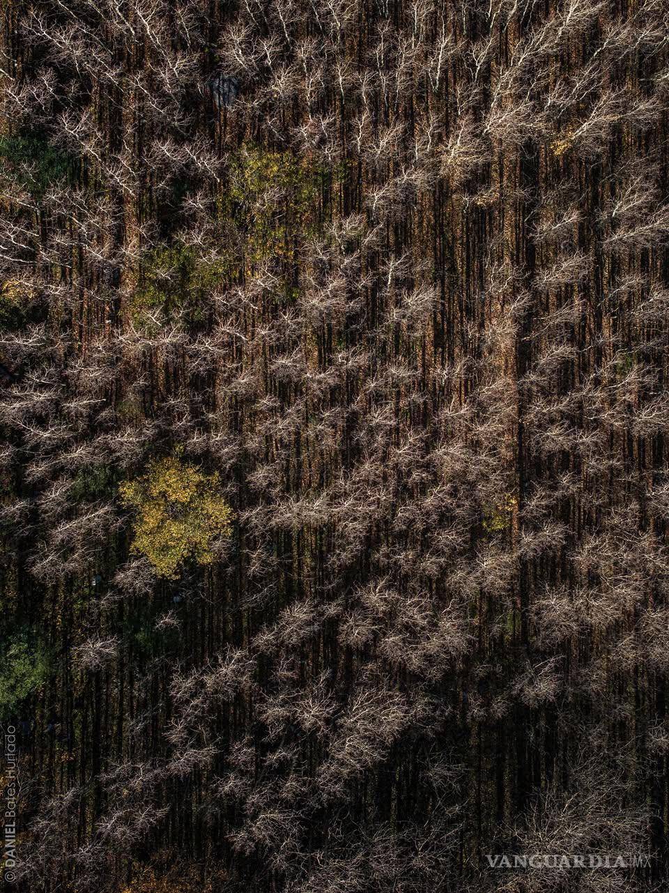 $!Con esta imagen fue que el fotógrafo logró el triunfo.