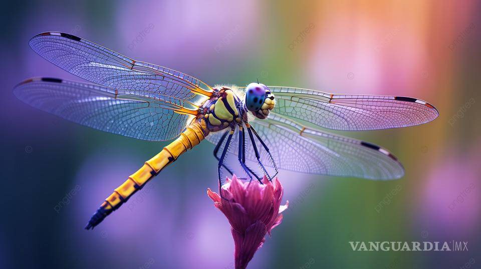 $!¡Vivir un día! Este insecto vive tan solo 24 horas... y otros 9 animales con vidas increíblemente cortas