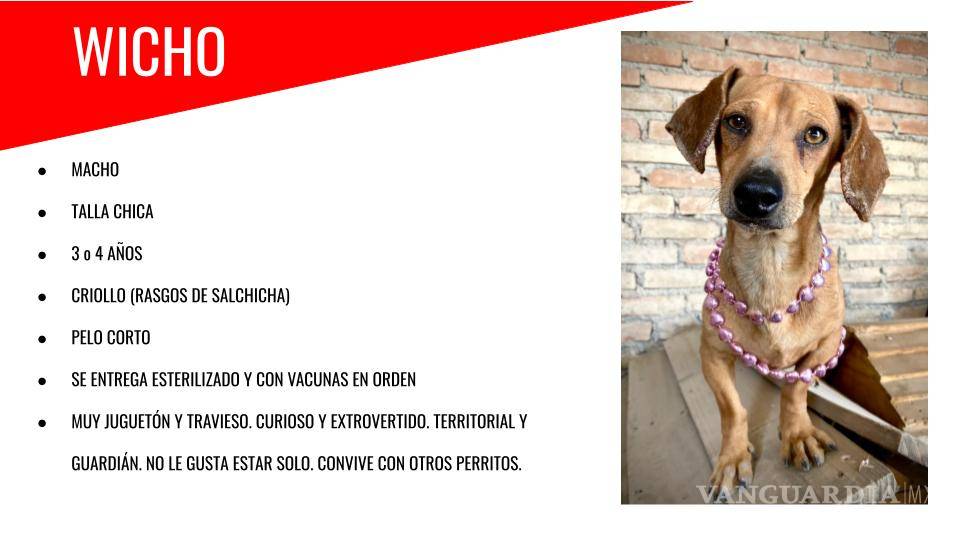 $!¡Vivas las queremos!