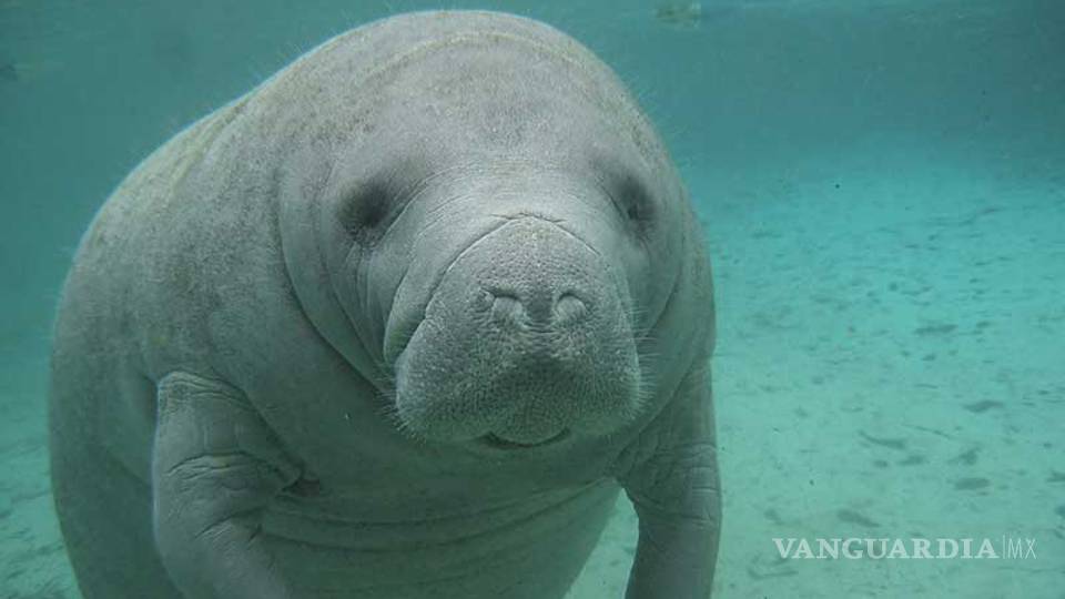 El manatí también está en peligro