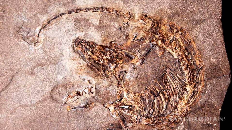 Fósil español, evidencia mundial de la evolución del pelaje en mamíferos