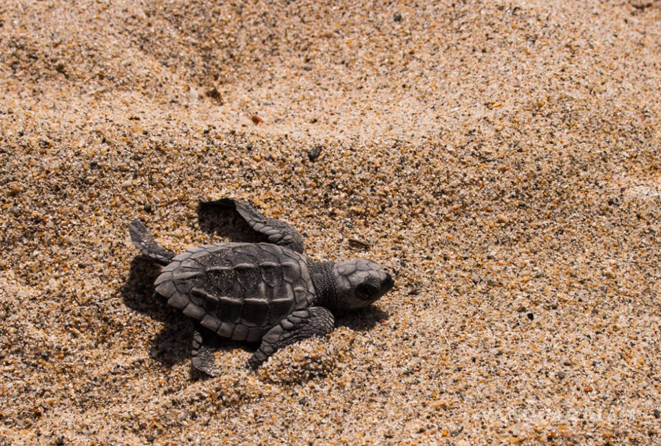 $!Puerto Vallarta es uno de los estados santuario para las tortugas
