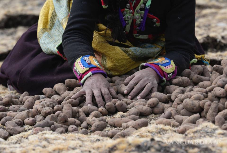 $!Una mujer recolecta papas en la comunidad de Cconchaccota en la región Apurímac de Perú,.