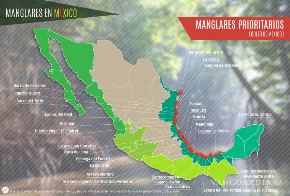 $!México se ubica entre los cinco países con mayor extensión de manglares
