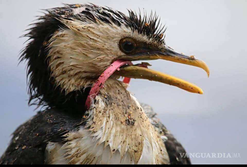 $!Más plástico que peces en el mar, predicción para el 2050