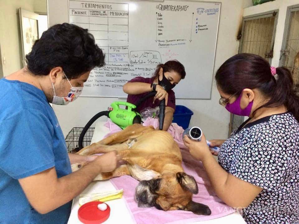 $!Llevan a juicio a dueños de perro maltratado en NL; el primero en el país