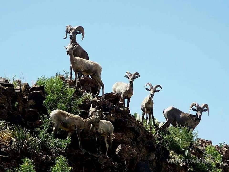 $!El Área de Protección de Flora y Fauna (APFF) de Maderas del Carmen es un corredor por donde se desplazan distintas especies. Foto de Julio Cesar Mújica.