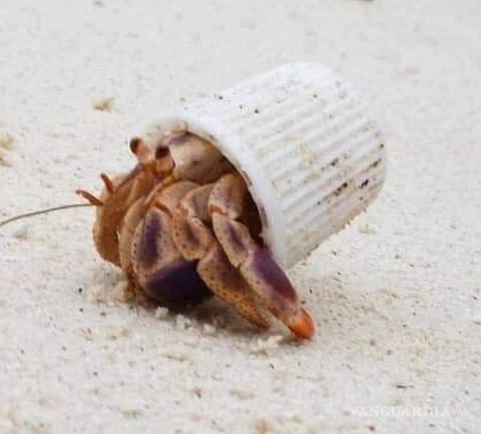 $!Más plástico que peces en el mar, predicción para el 2050