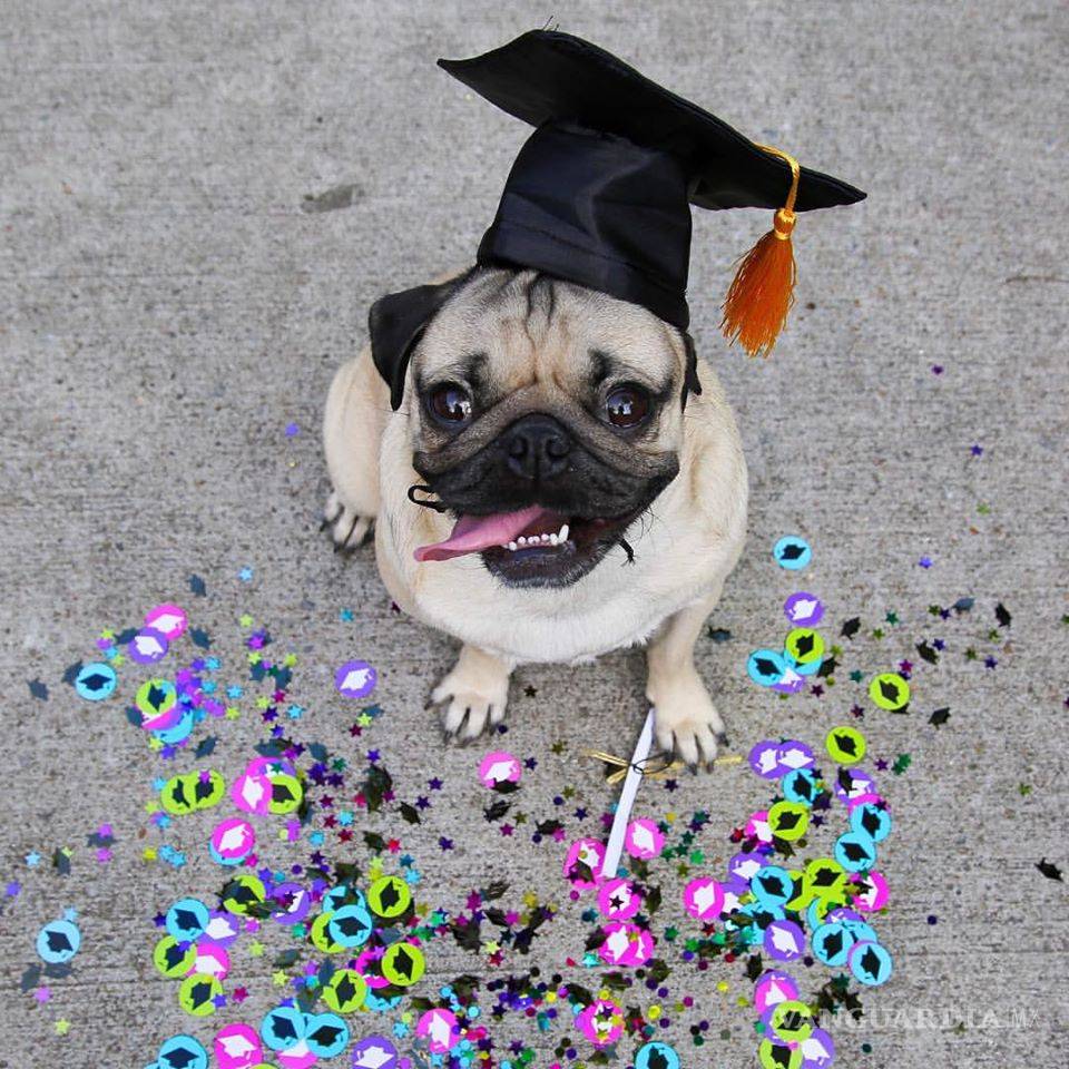 $!Doug The Pug, el perro estrella de redes sociales