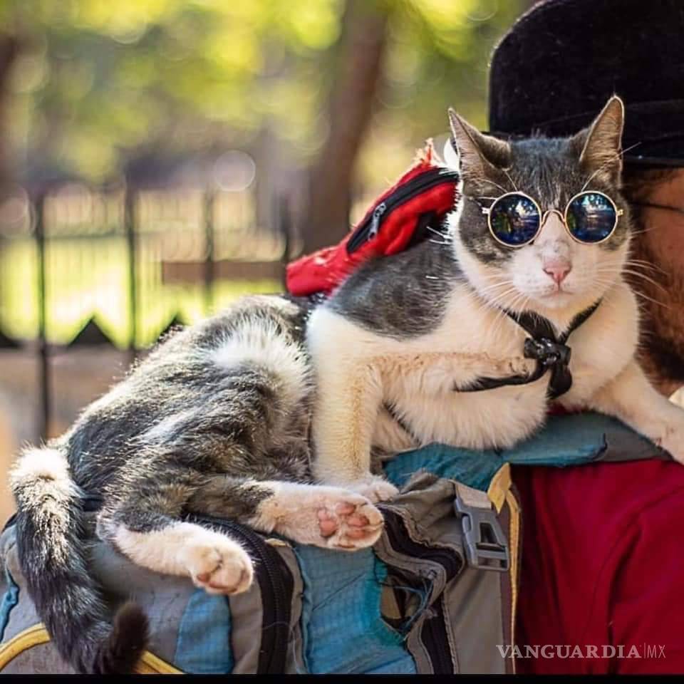 $!Muere envenenado el ‘gatito mochilero’; su humano, inconsolable