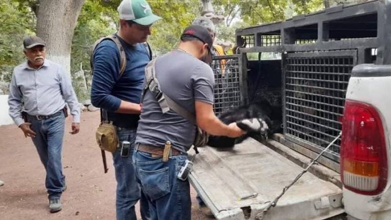 $!Equipo de rescate de osos. En 2012, 22 de estos animales fueron rescatados. En este año van 32. hasta octubre.