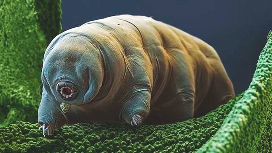 Oso de agua: El inesperado protector de las células humanas