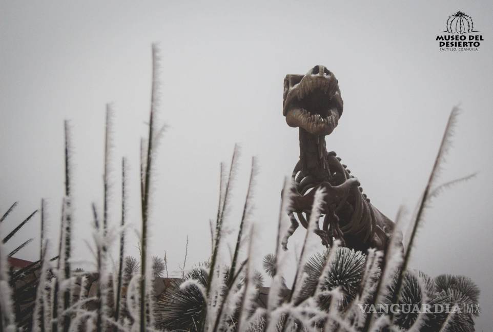 $!Las mejores postales del MUDE tras la nevada (FOTOS)